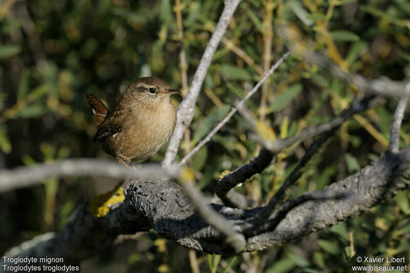 Troglodyte mignon, identification
