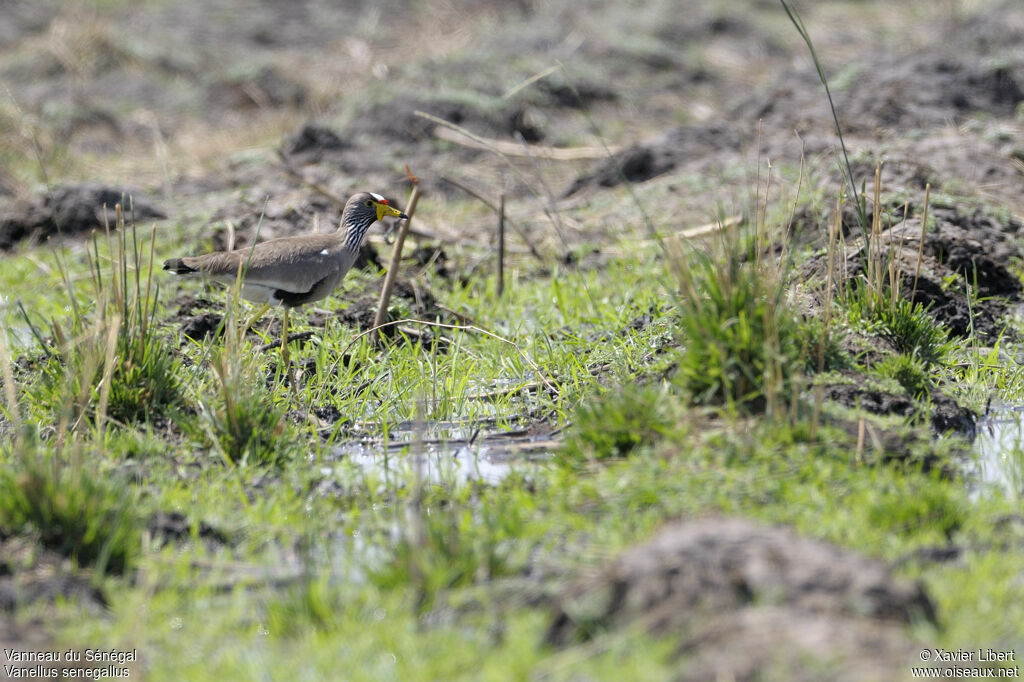 African Wattled Lapwingadult, identification