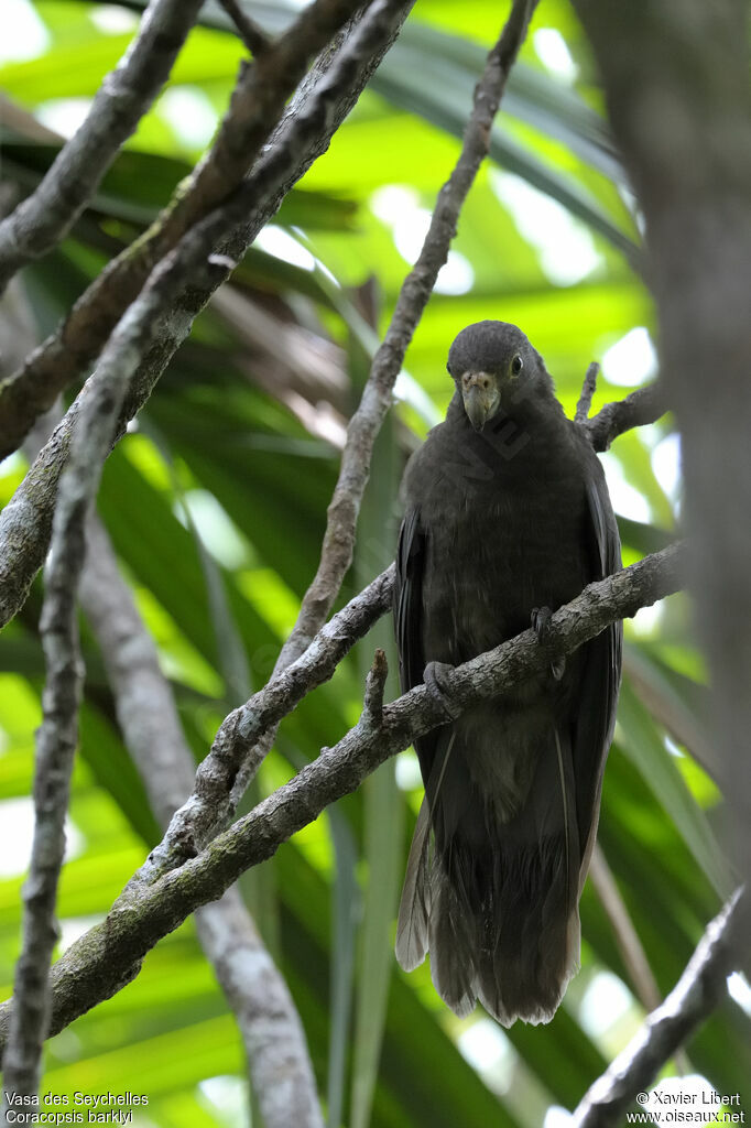 Vasa des Seychelles, identification