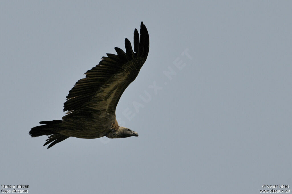 White-backed Vultureadult, Flight