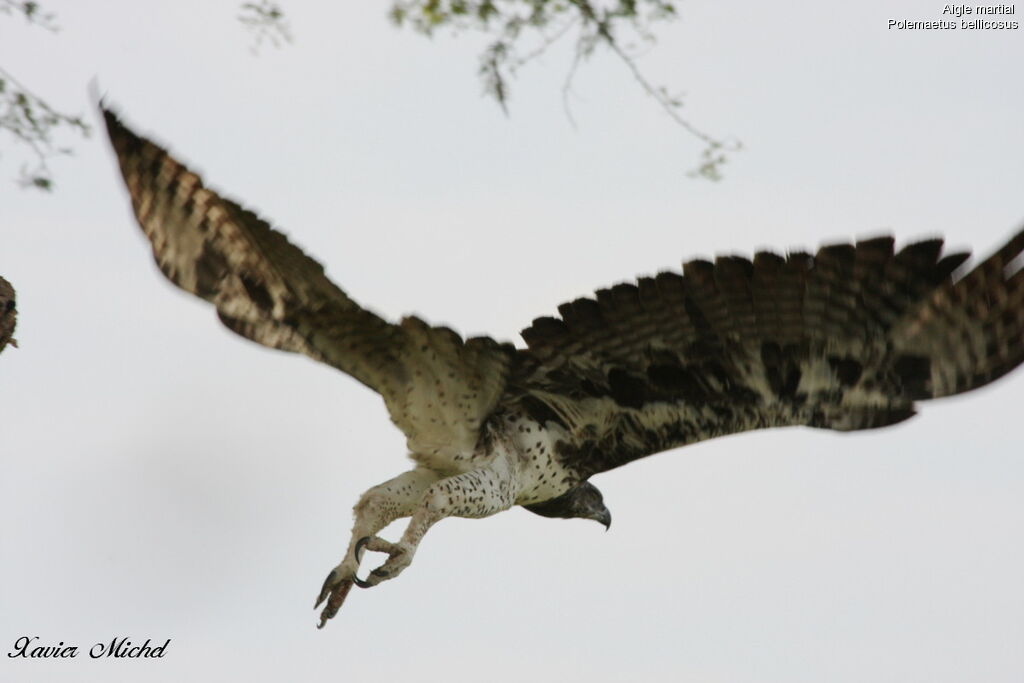 Aigle martial