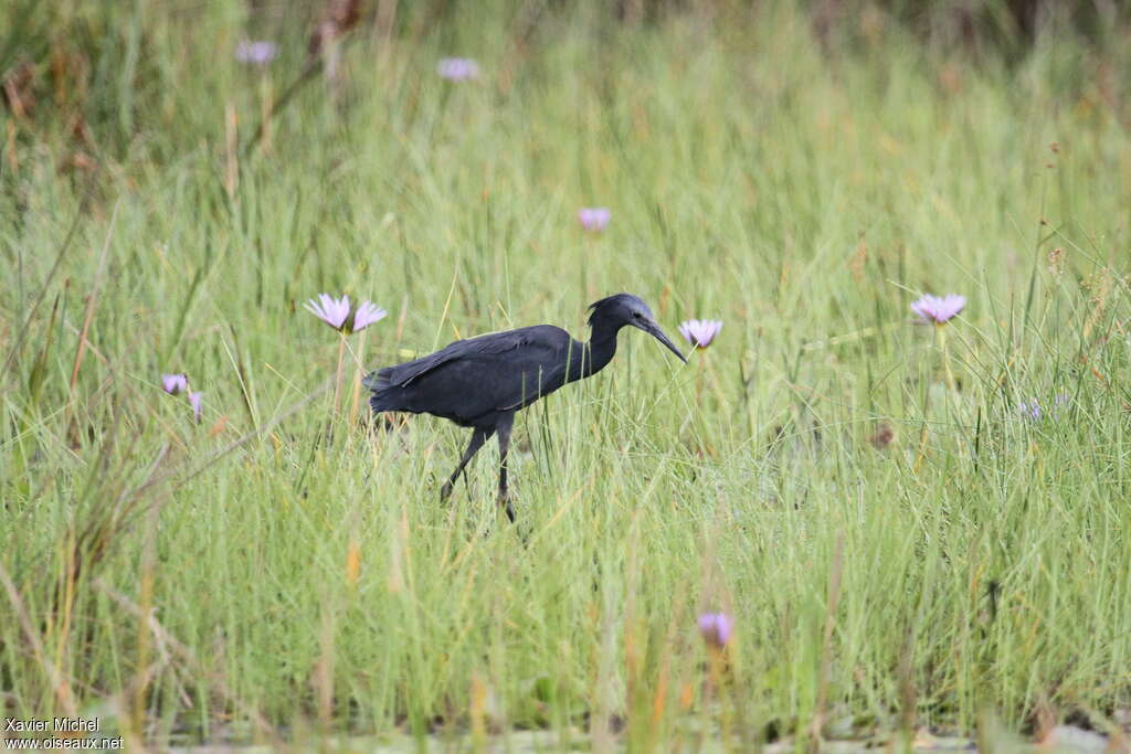 Aigrette ardoiséeadulte, habitat, marche, pêche/chasse