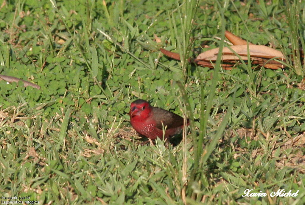 Amarante pointé, identification