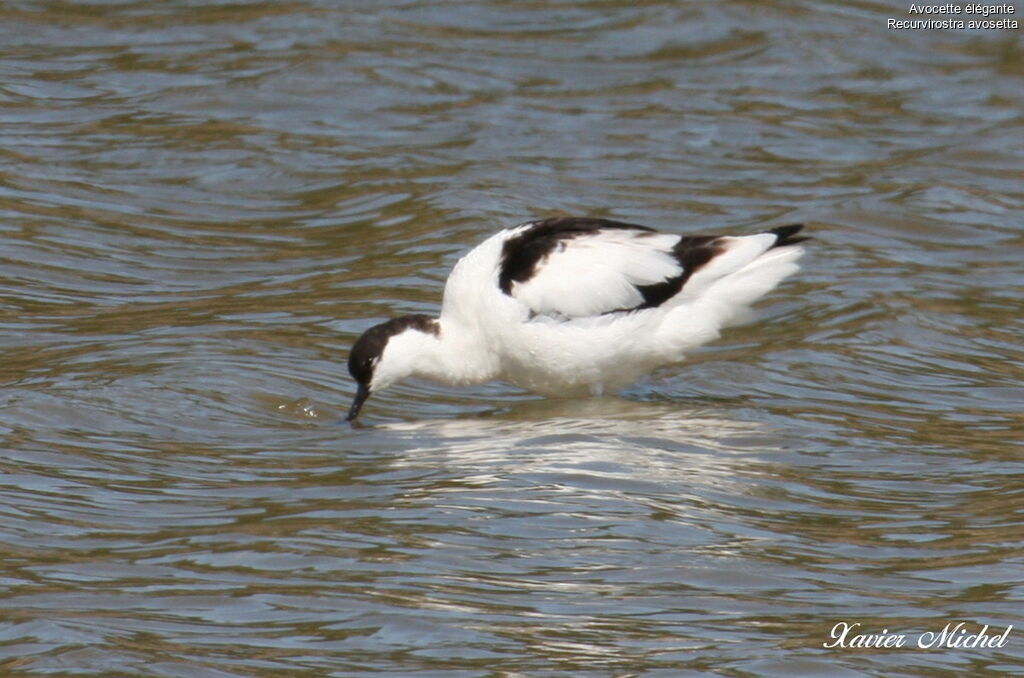 Avocette éléganteadulte