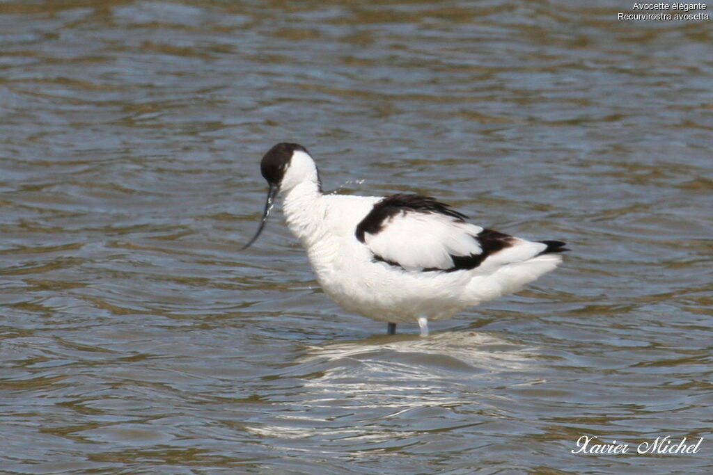 Avocette éléganteadulte
