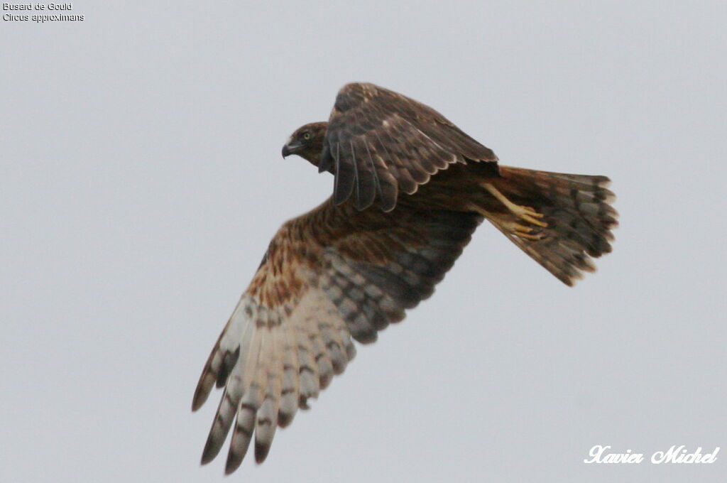 Swamp Harrier, Flight