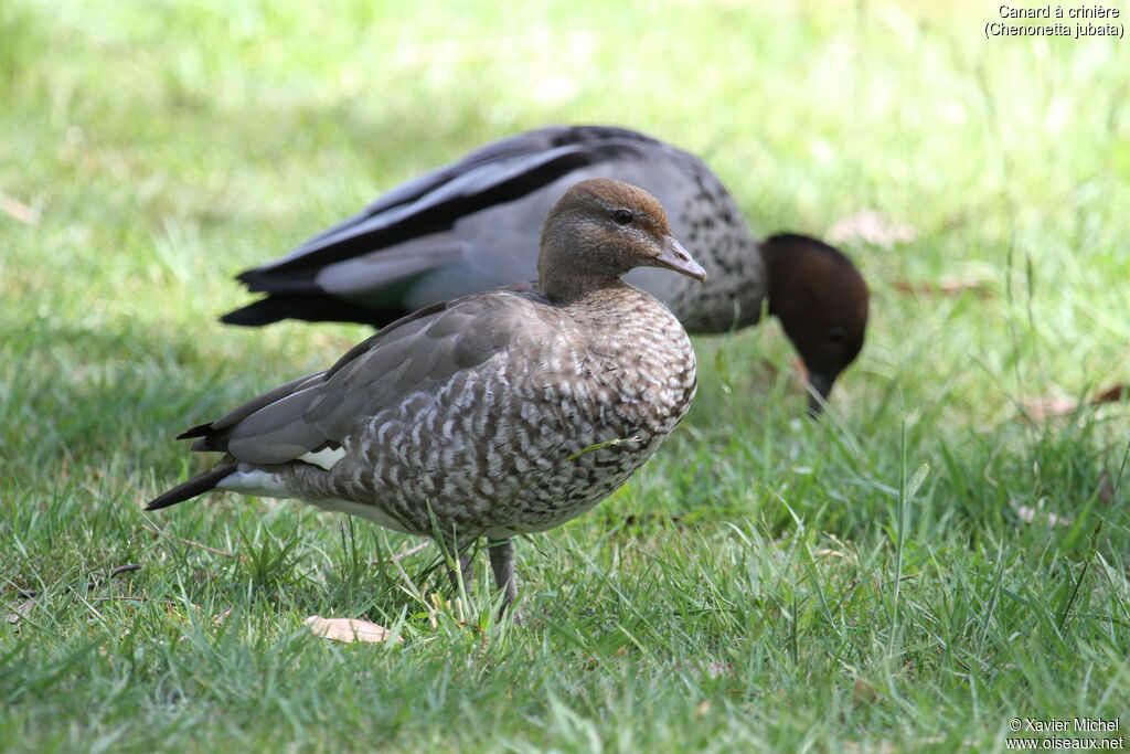 Maned Duck female adult