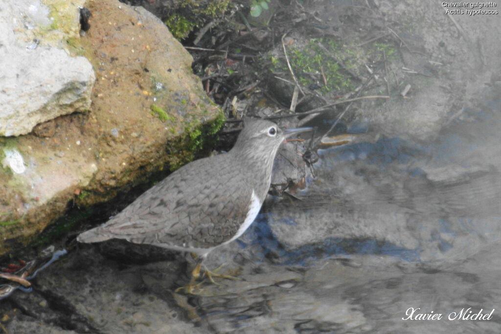 Chevalier guignetteadulte, identification