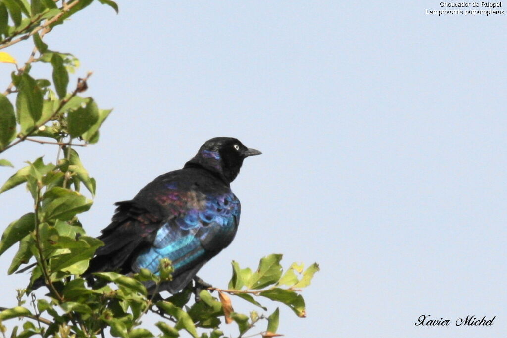 Rüppell's Starling
