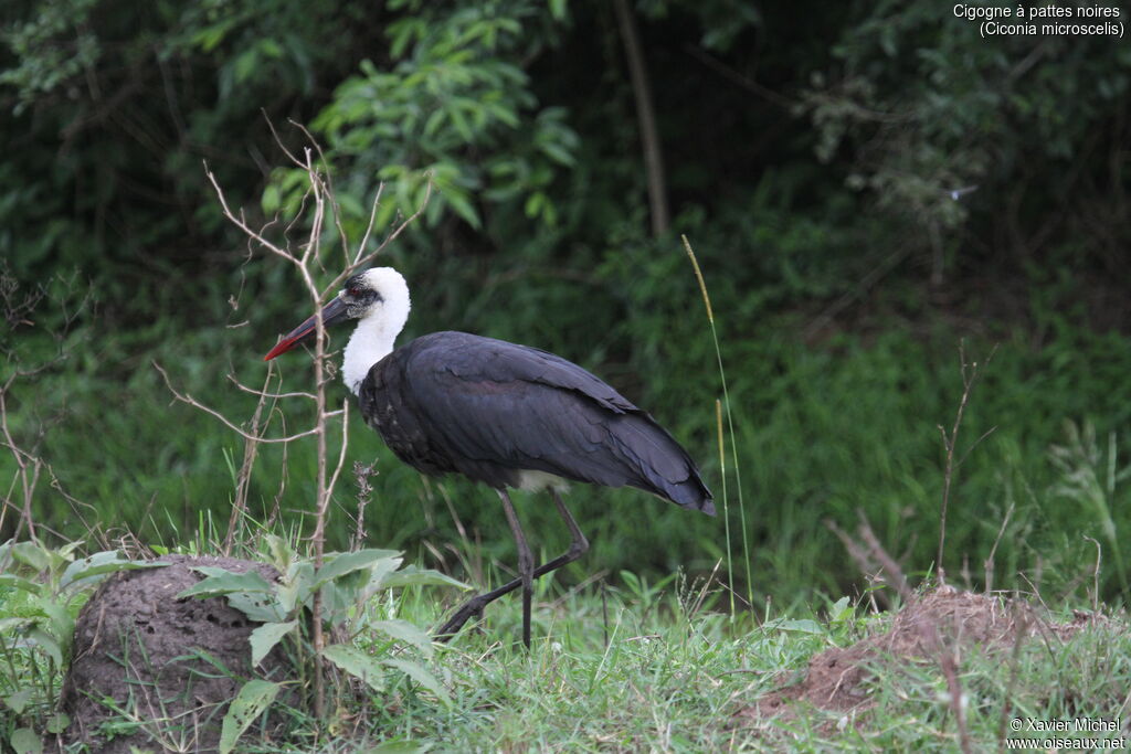 Cigogne à pattes noiresadulte, identification
