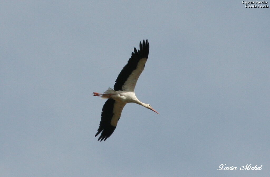 White Stork