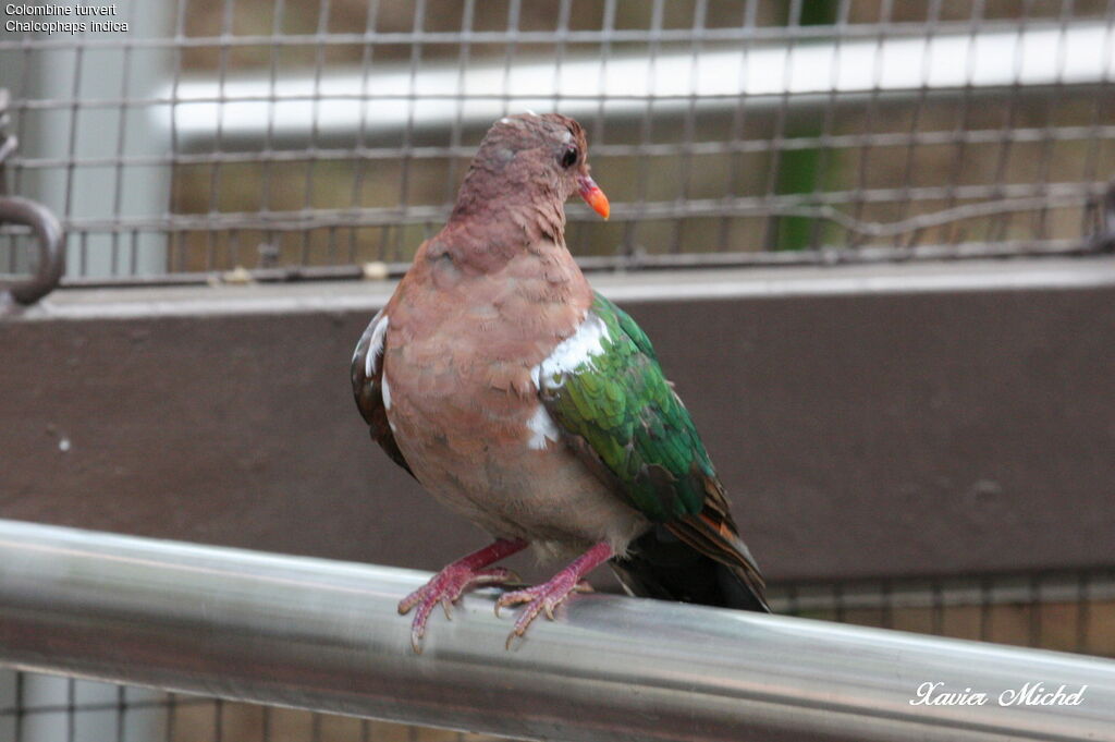 Common Emerald Dove, identification