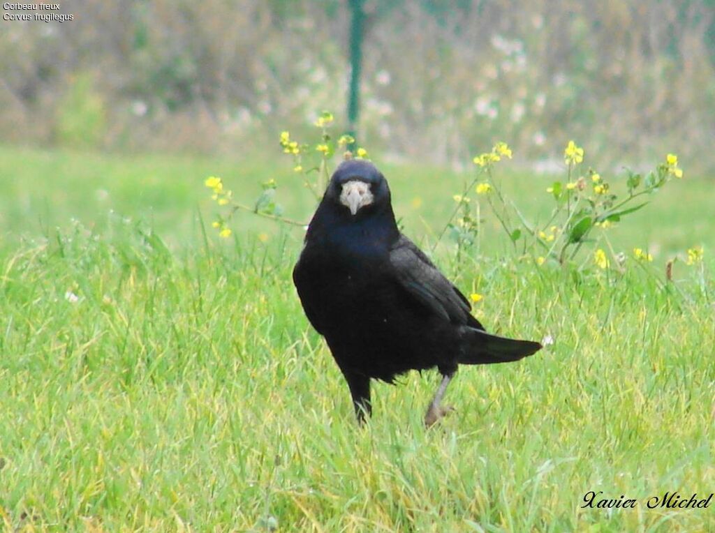 Corbeau freux