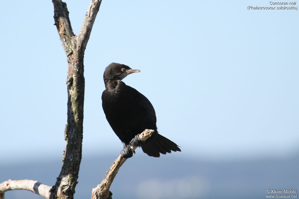 Cormoran noir