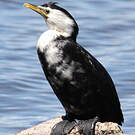 Cormoran pie