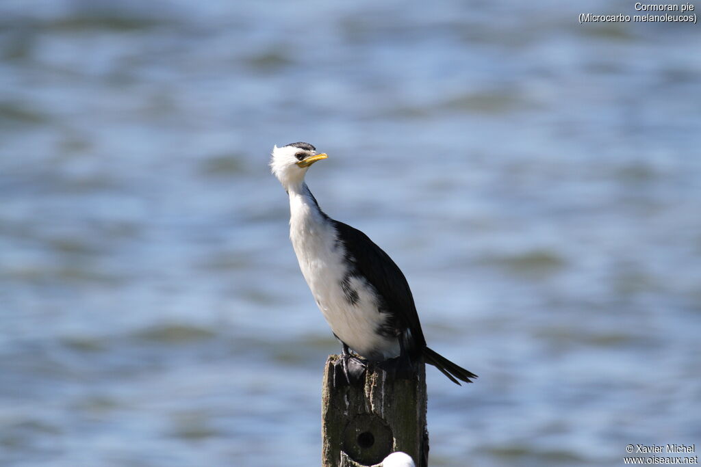 Cormoran pie