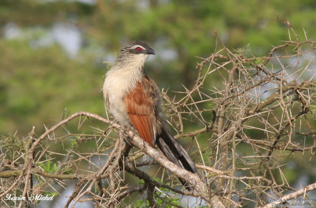 White-browed Coucal