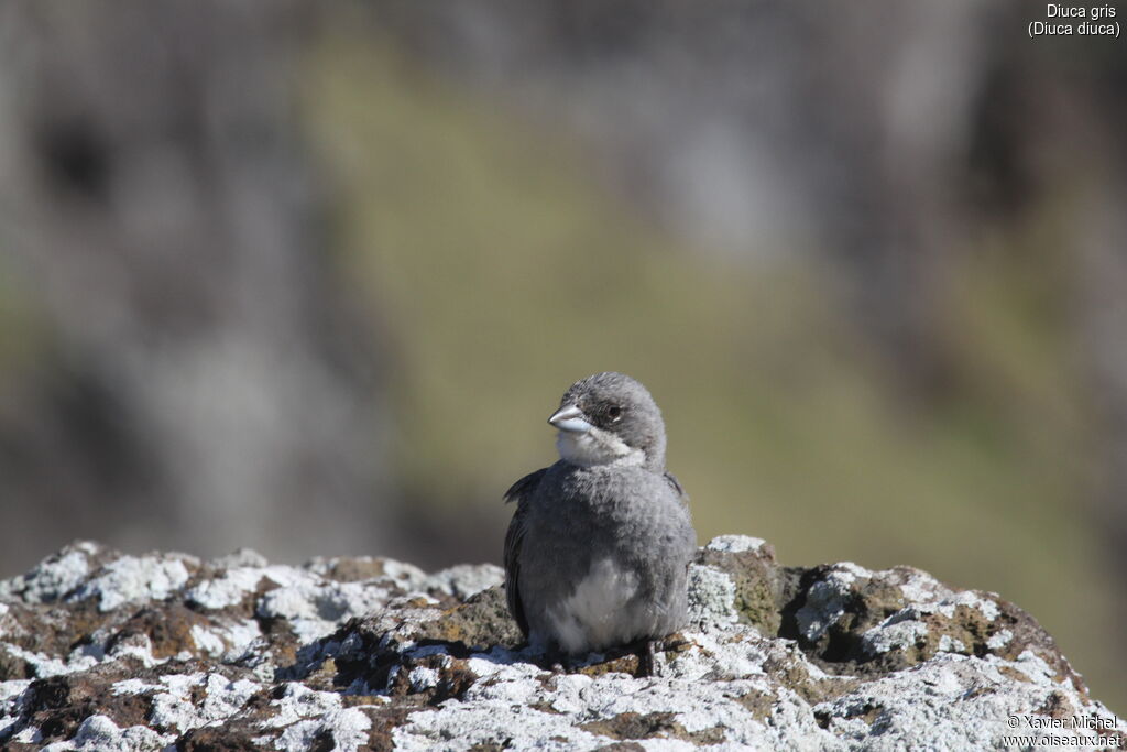 Diuca Finch