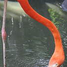 Flamant des Caraïbes