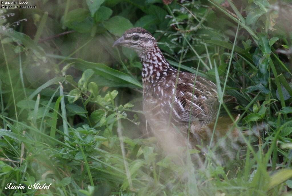 Francolin huppé
