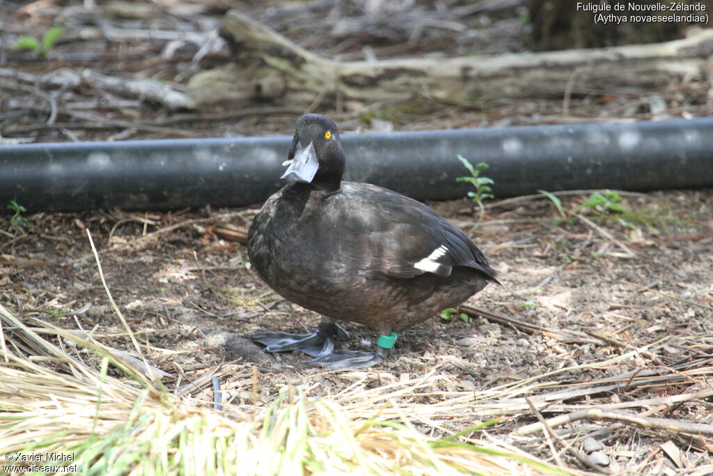 New Zealand Scaup