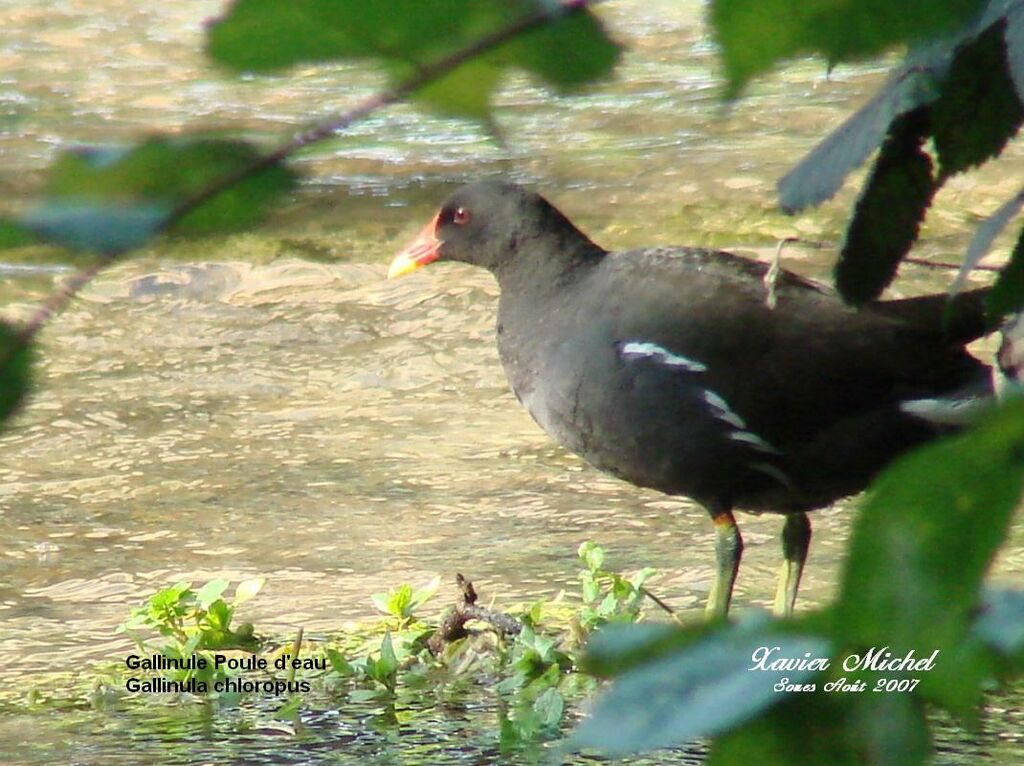 Gallinule poule-d'eau