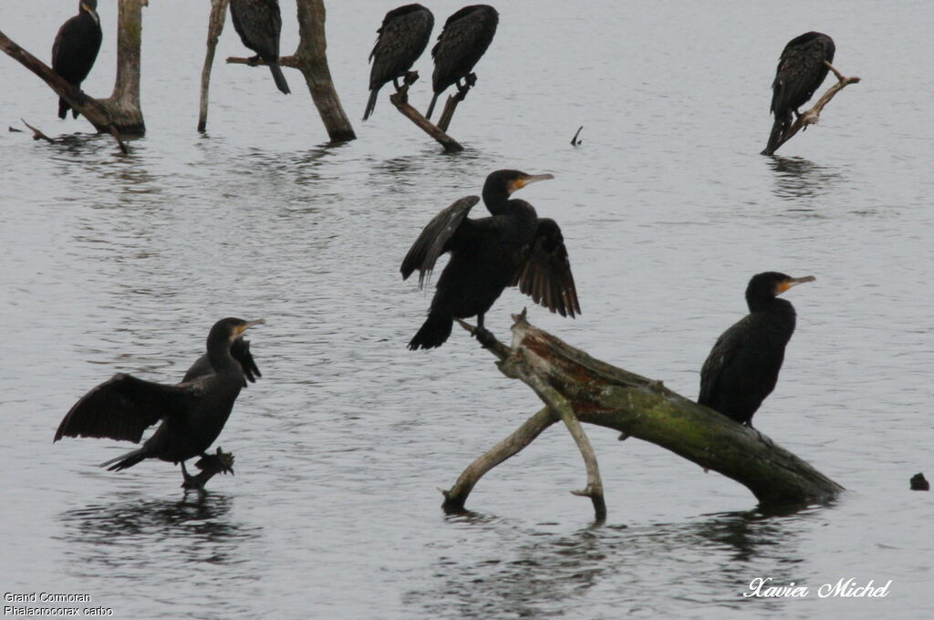 Grand Cormoran