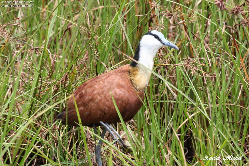 Jacana à poitrine dorée