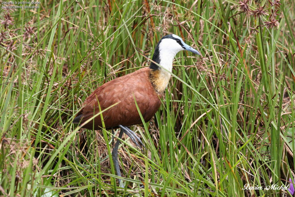 African Jacana
