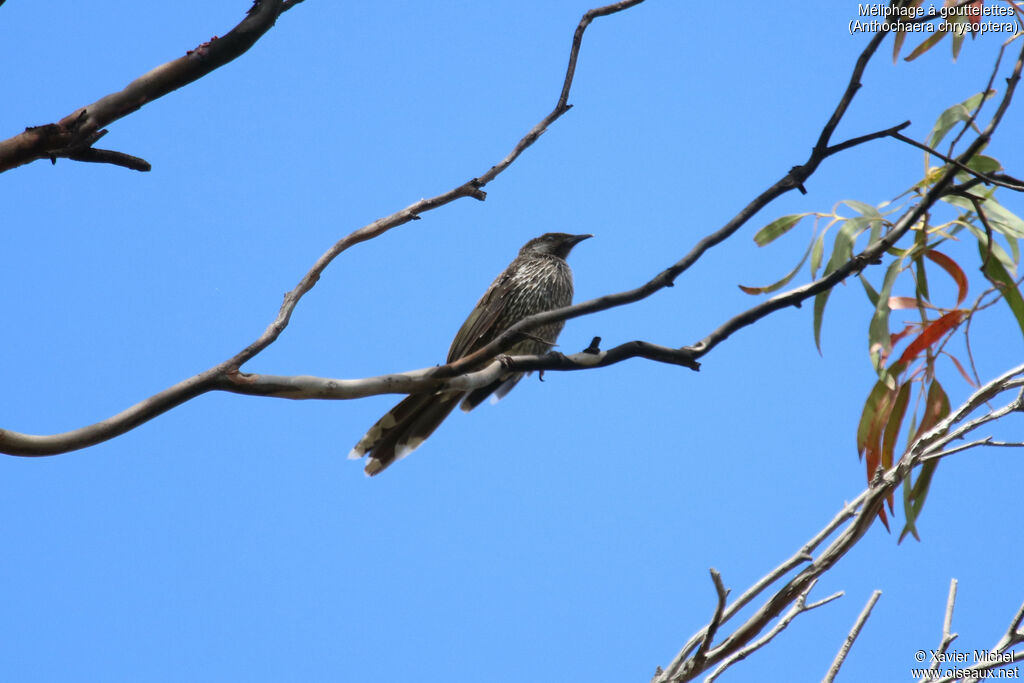 Little Wattlebirdadult