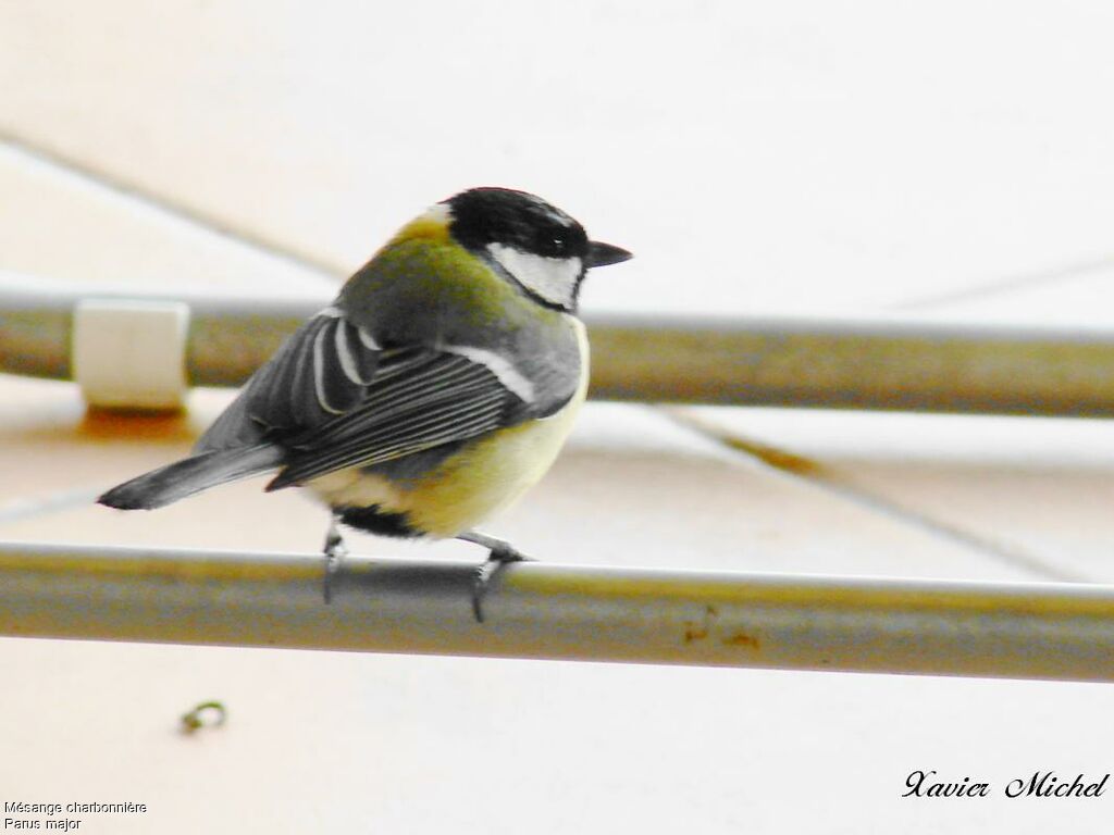 Mésange charbonnière