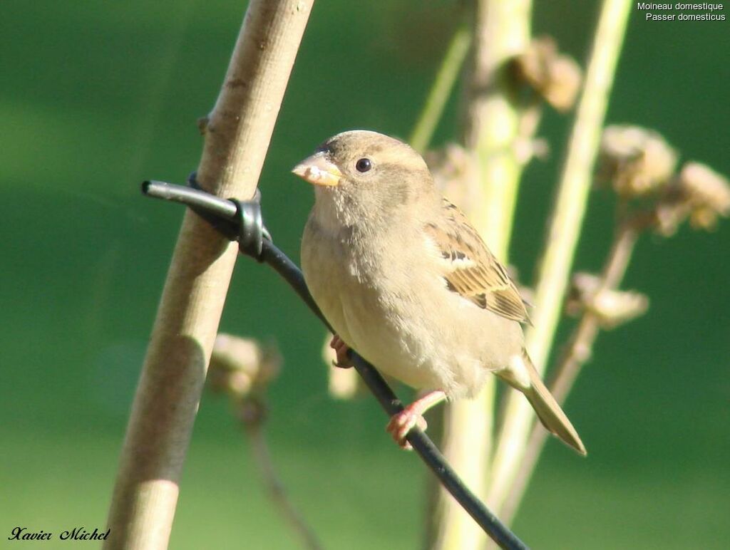 Moineau domestique femelle adulte