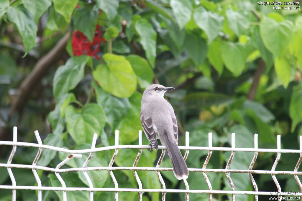 Moqueur des savanes, identification