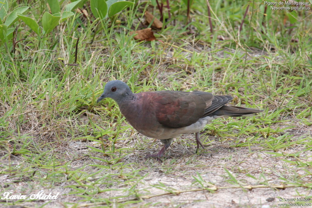Malagasy Turtle Doveadult, identification