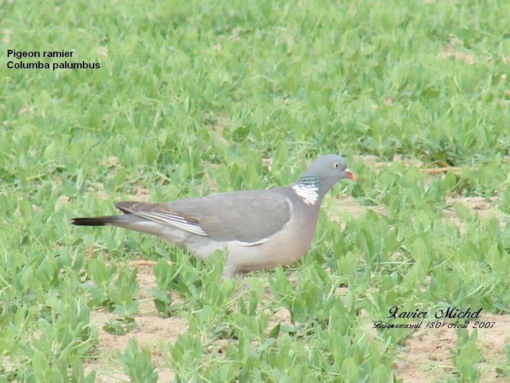 Pigeon ramier