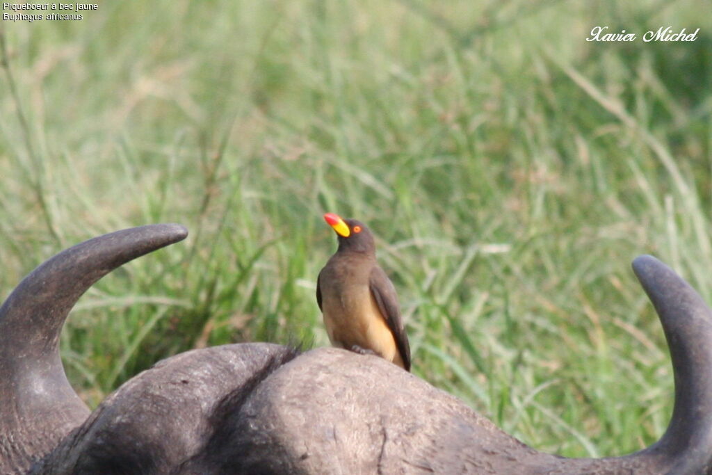 Yellow-billed Oxpecker