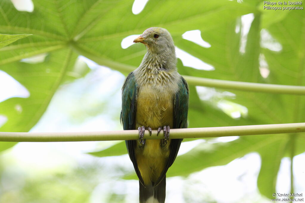 Grey-green Fruit Dove