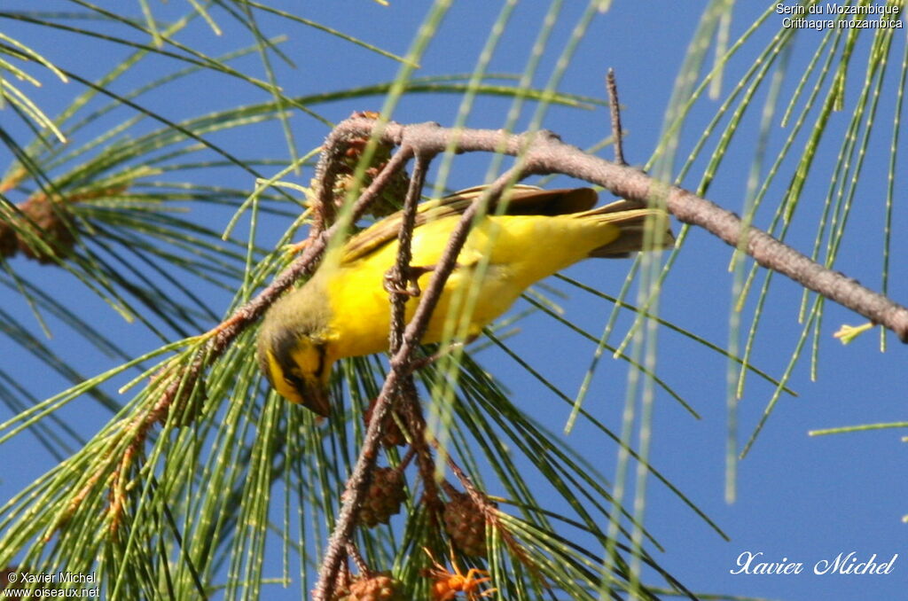 Serin du Mozambique, identification, régime