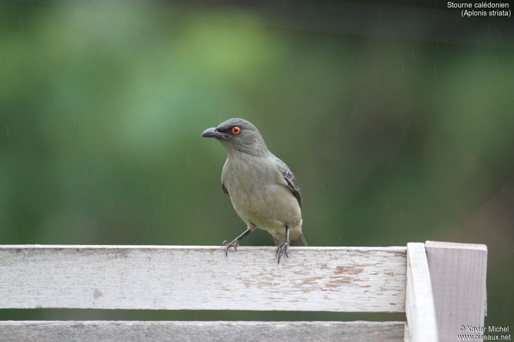 Stourne calédonienimmature