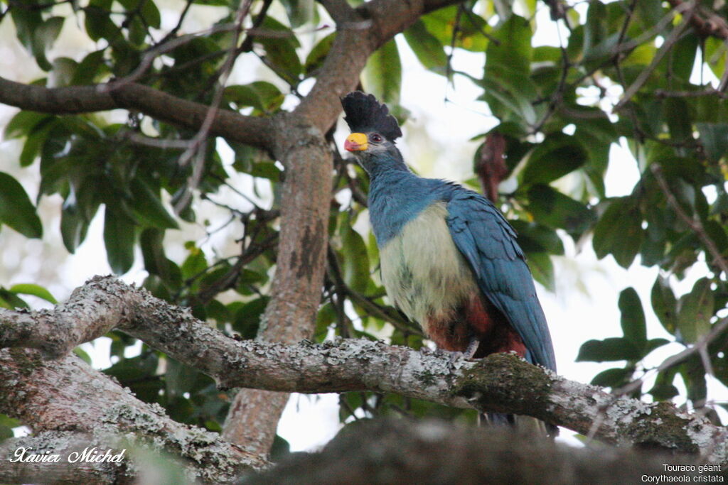 Touraco géant, identification