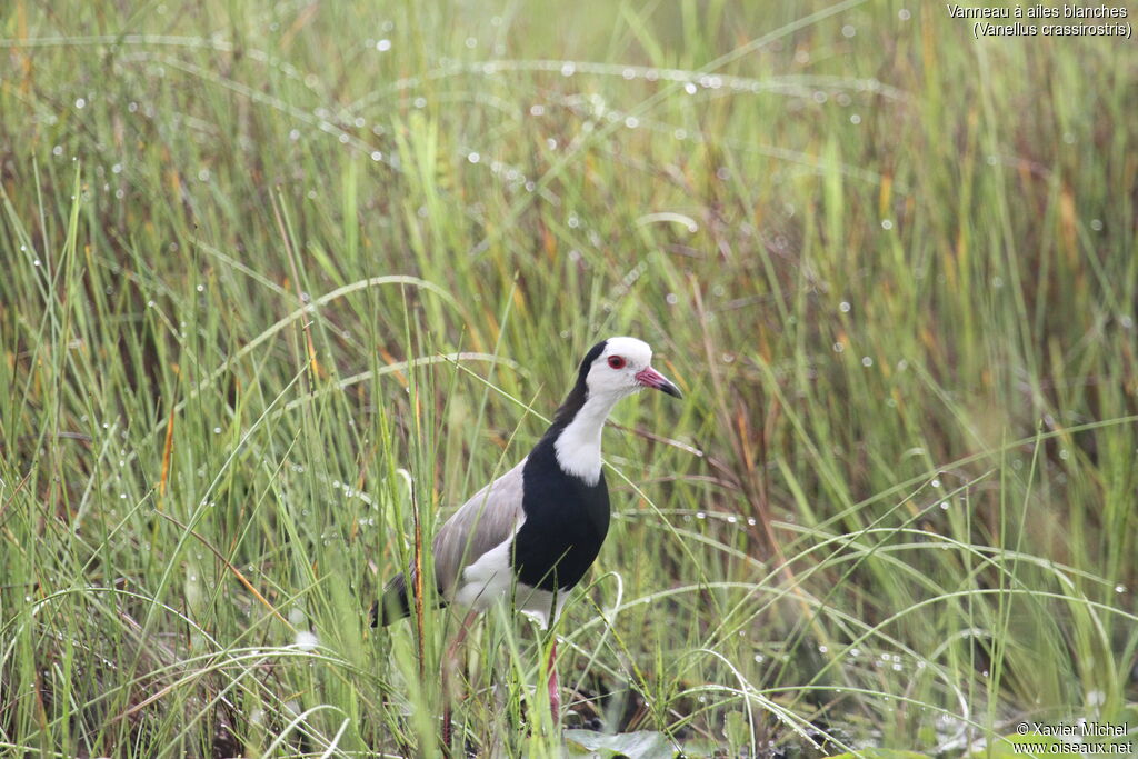 Long-toed Lapwing