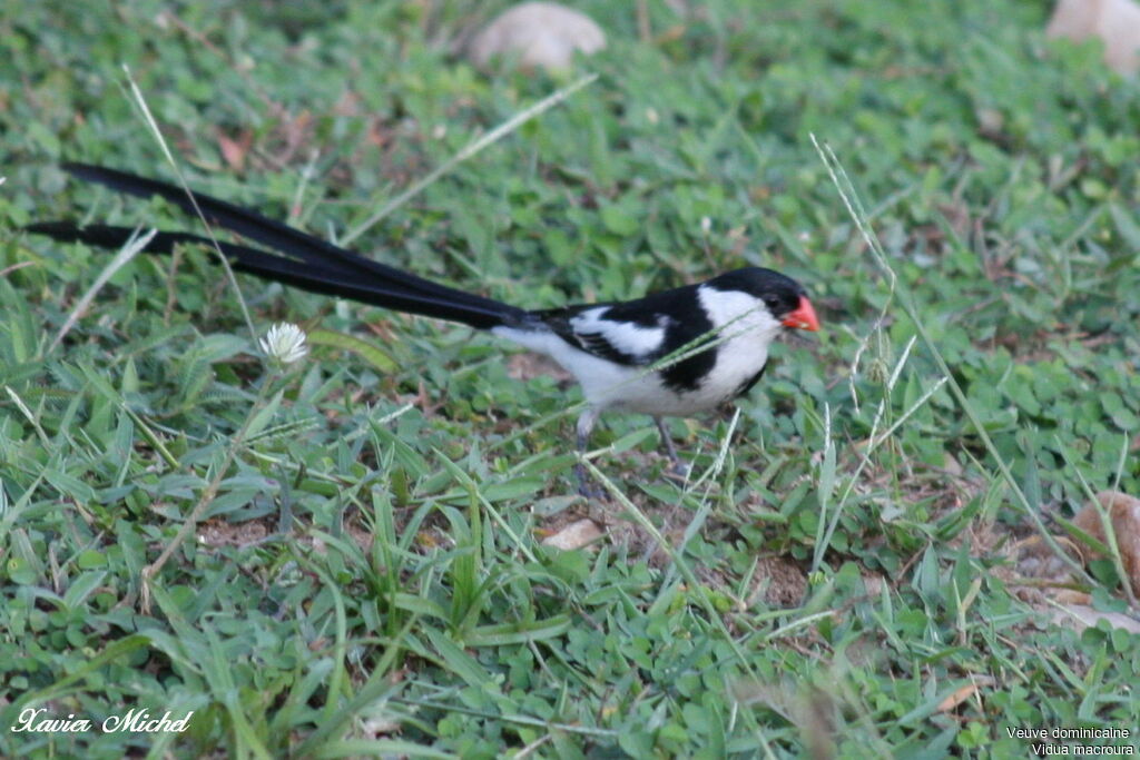 Pin-tailed Whydah male