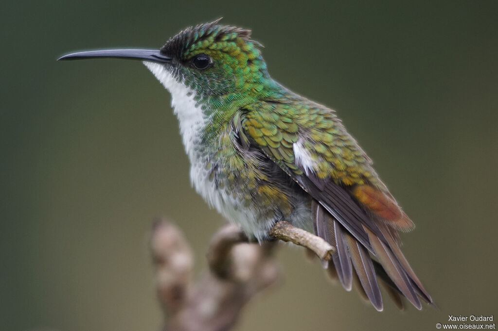 White-chested Emerald
