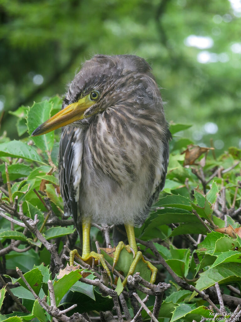 Black-crowned Night Heronjuvenile