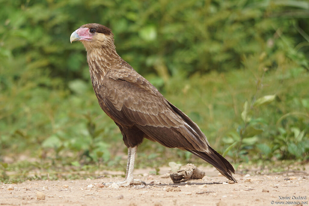 Caracara huppéjuvénile