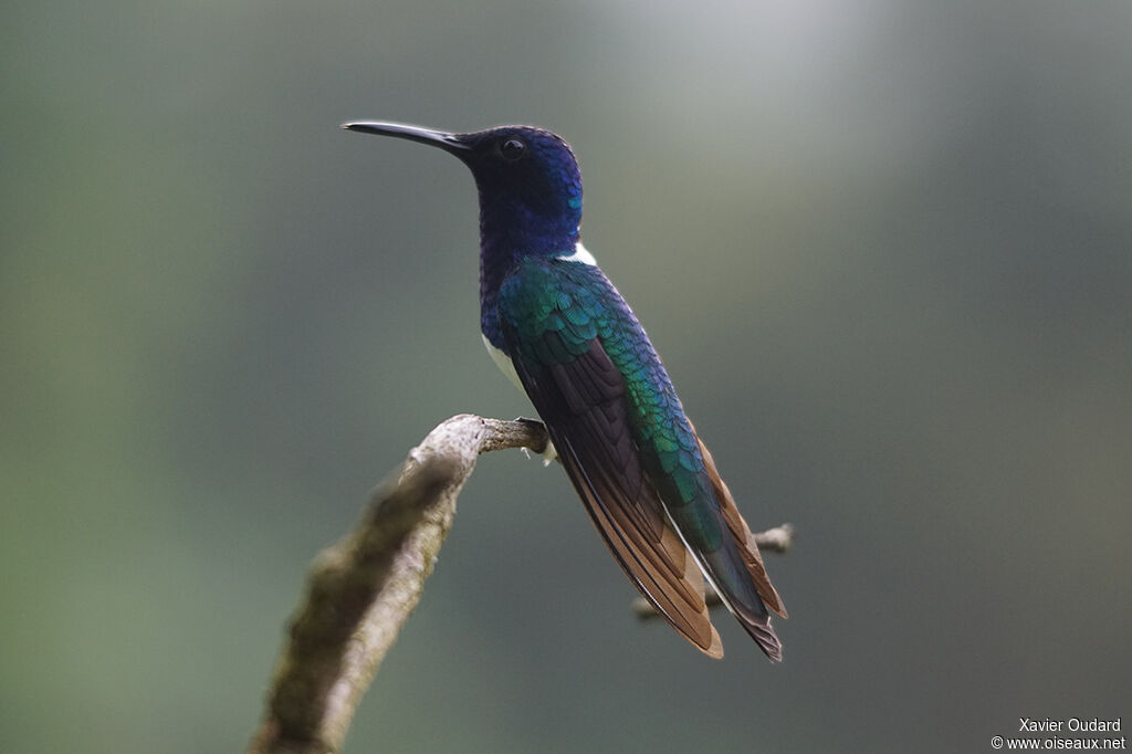 Colibri jacobin mâle