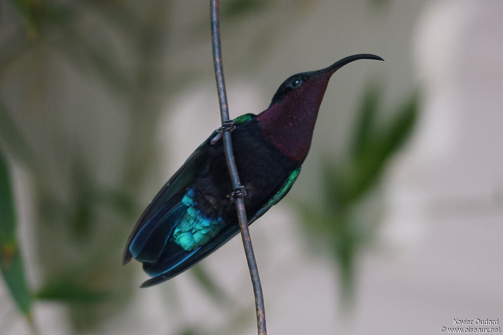 Colibri madère