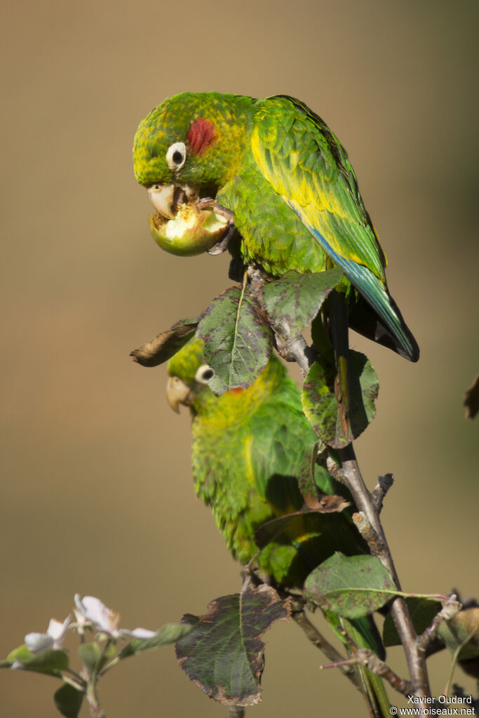Conure de Hoffmann