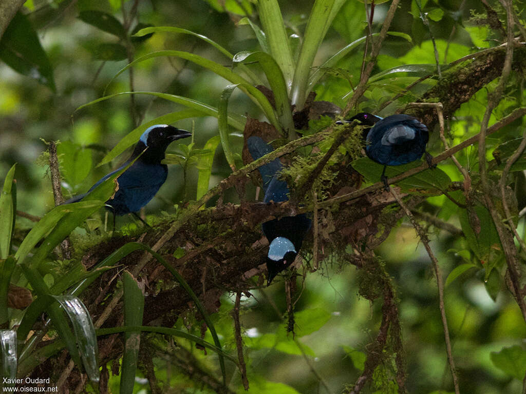 Azure-hooded Jay