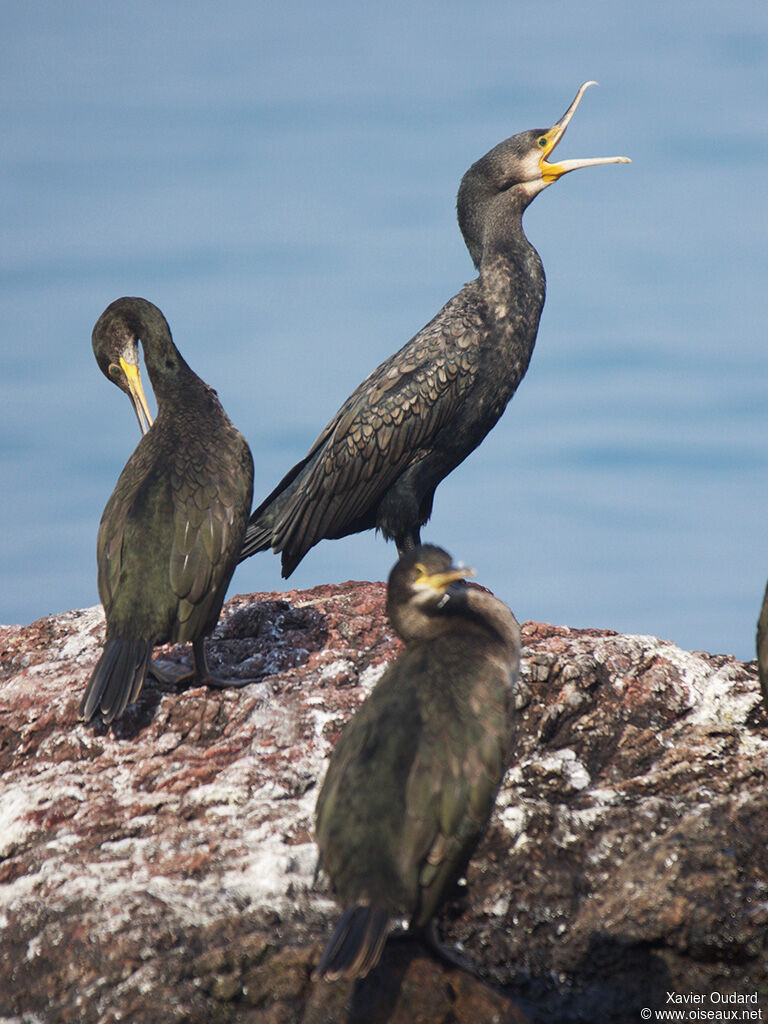 Great Cormorantimmature